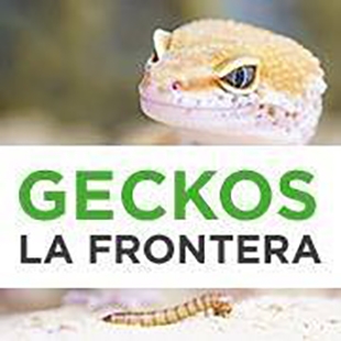 Geckos La Frontera