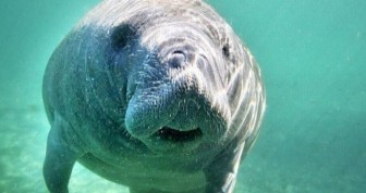 Desde aquí podrás conocer y aprender trucos, consejos y curiosidades sobre los animales más queridos.